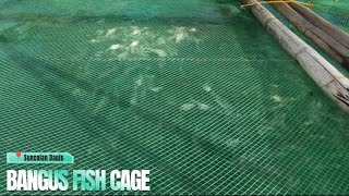 Exploring Bangus Fish Cage Dauis Bohol (Agribusiness PT)