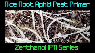 Rice Root Aphid IPM | Zenthanol Presentation