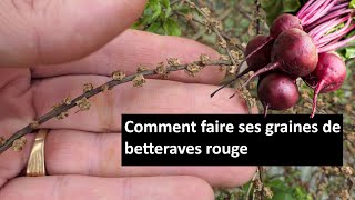 comment faire des graines de betterave rouge