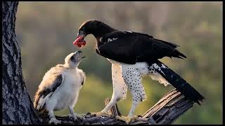 Mother Eagle vs Deadly Snake: A Fight to Save Her Chick#fypシ゚viral #wildlifeentertainment #trending 