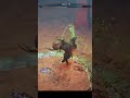 Student becomes Master | #merideasnoteas on #Twitch