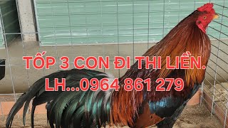 XÂY Ô CHUỒNG KHU TRƯỚC NHÀ...( P40 )