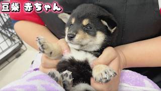 豆柴犬可愛いイケワンだんくんのご家族様がお迎えにいらっしゃいました赤ちゃんと癒しまめしば亭ブログVlog