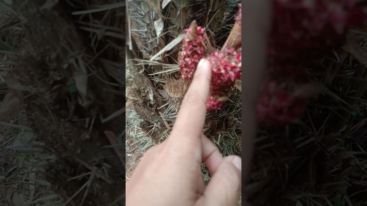 Salak indonesia Kinh tế Cao dễ trồng lắm