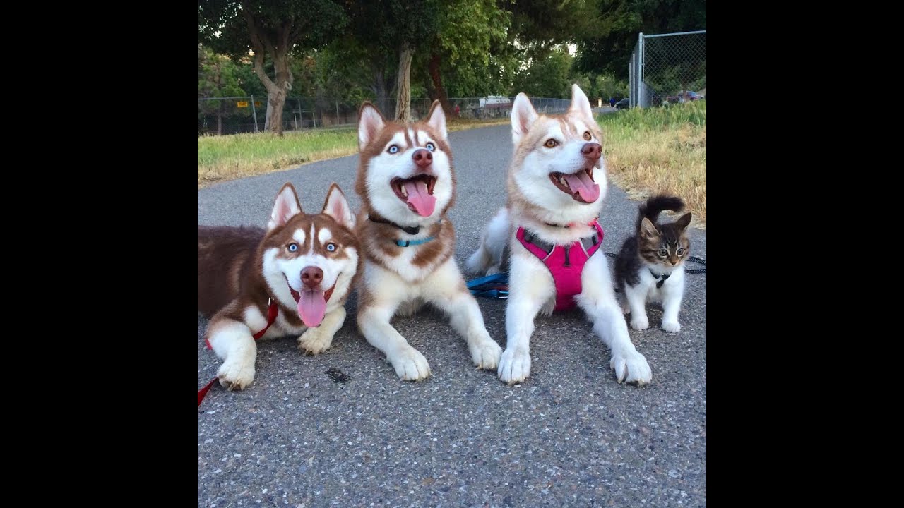 husky pack rescue