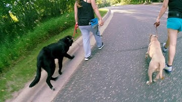 structure walk with leash reactive dogs - Funtastic K9 Training