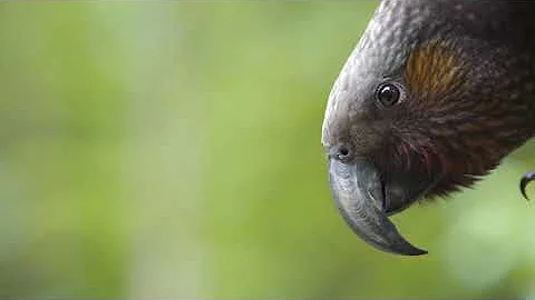 SANCTUARY MOUNTAIN® MAUNGATAUTARI