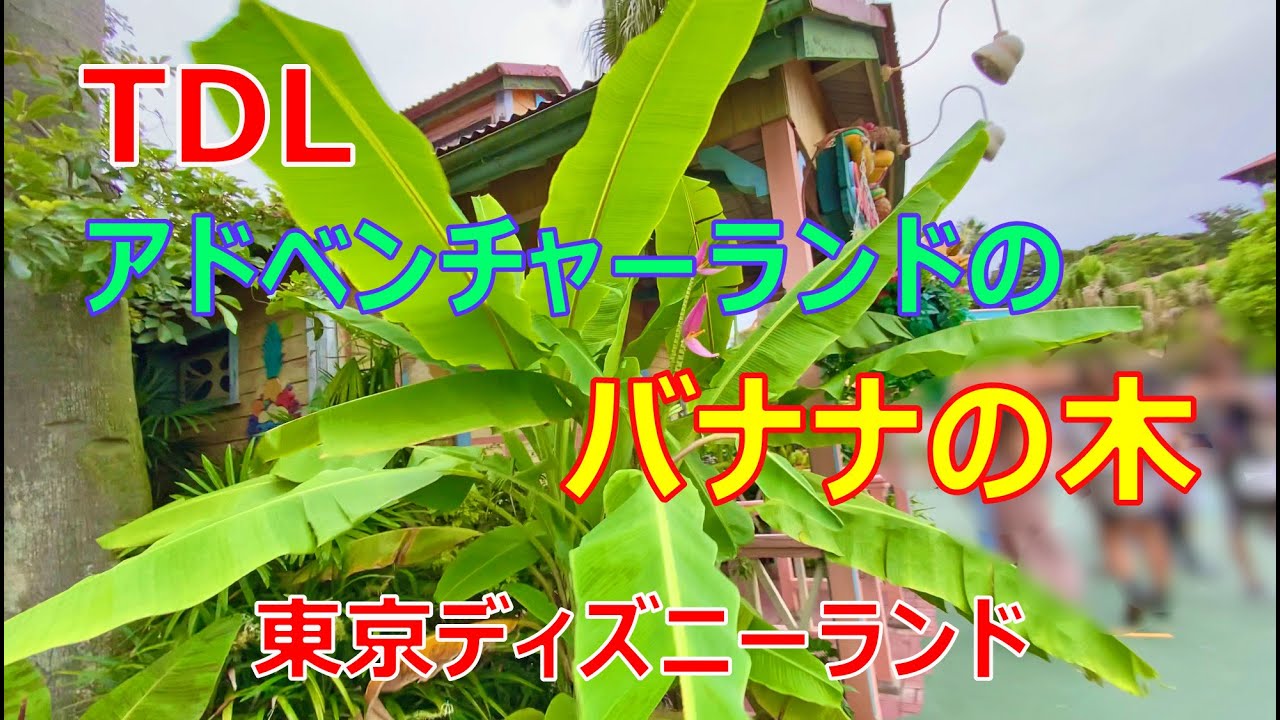 Tdl バナナの木 アドベンチャーランド 09 13 ディズニーランド スクウィーザーズ トロピカル ジュースバー横 Tokyo Disneyland Banana Tree Youtube