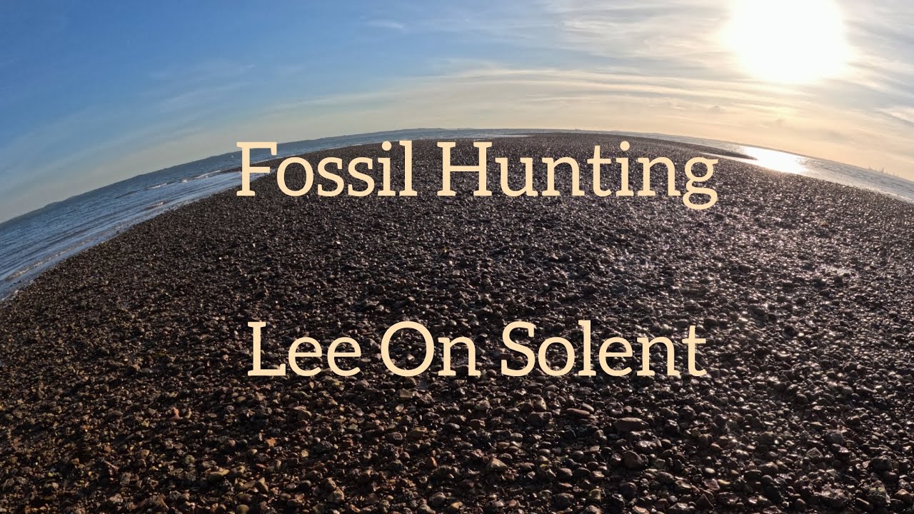 Fossil Hunting At Lee On Solent