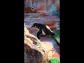 滑る仔ペンギン蛍原　ペンギンだってすべるんです・・・。