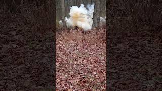 Exploding Target - Ironclad Exploding Target Versus 3 Pumpkins