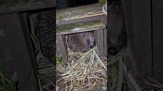 resident hedgehog 🦔 #animals #shortsfeed #hedgehog #shorts #nocturnal