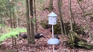 Cabin Woods Wild Turkeys by Jeep Creep 114 views 5 months ago 2 minutes, 15 seconds