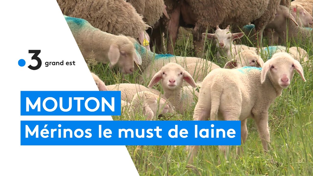 Races animales lorraines : le mouton est à laine merinos
