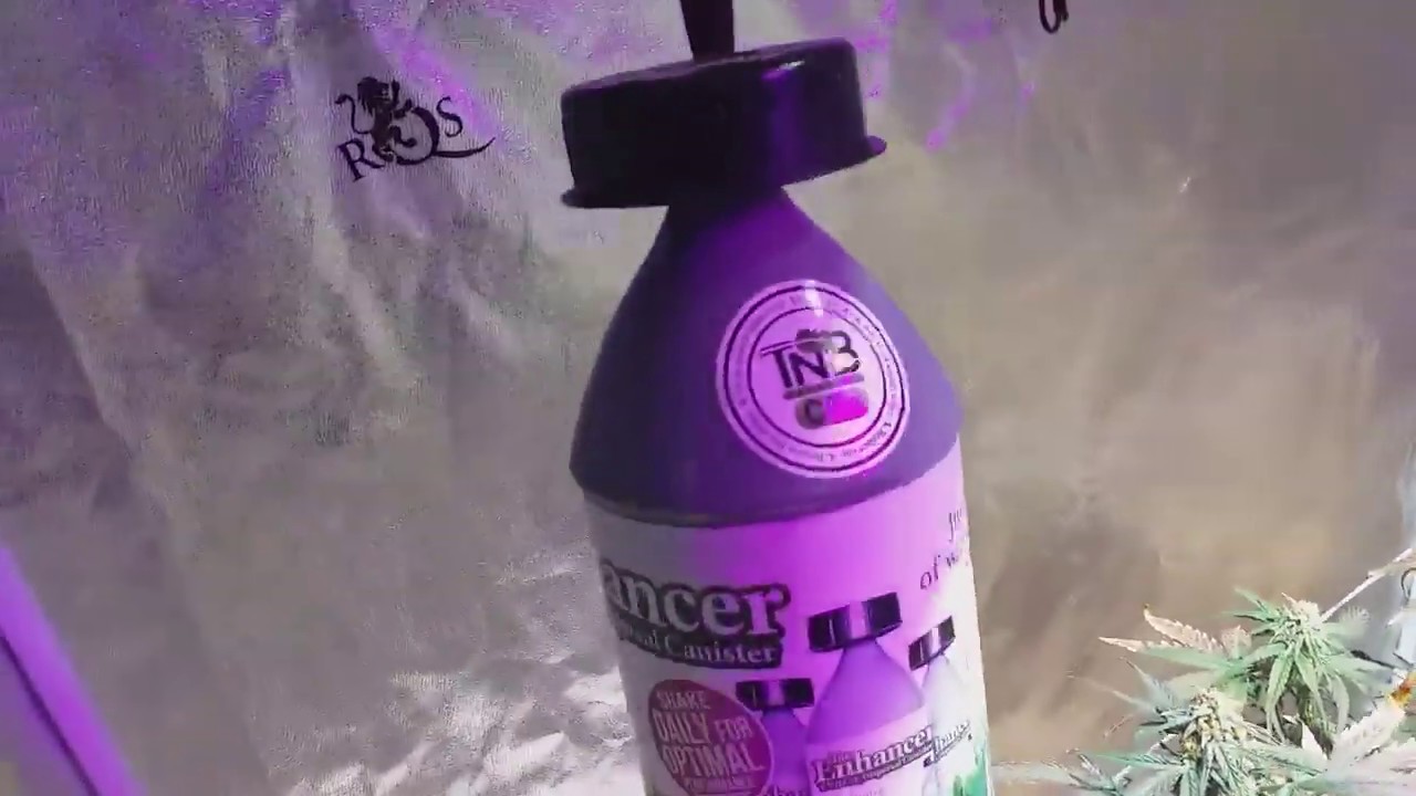 Hydro-Hoot Finished Kush 👍 2 Auto Speed Bud  Fastberry & baby White Russian 😎😎 TNB Nagurals 