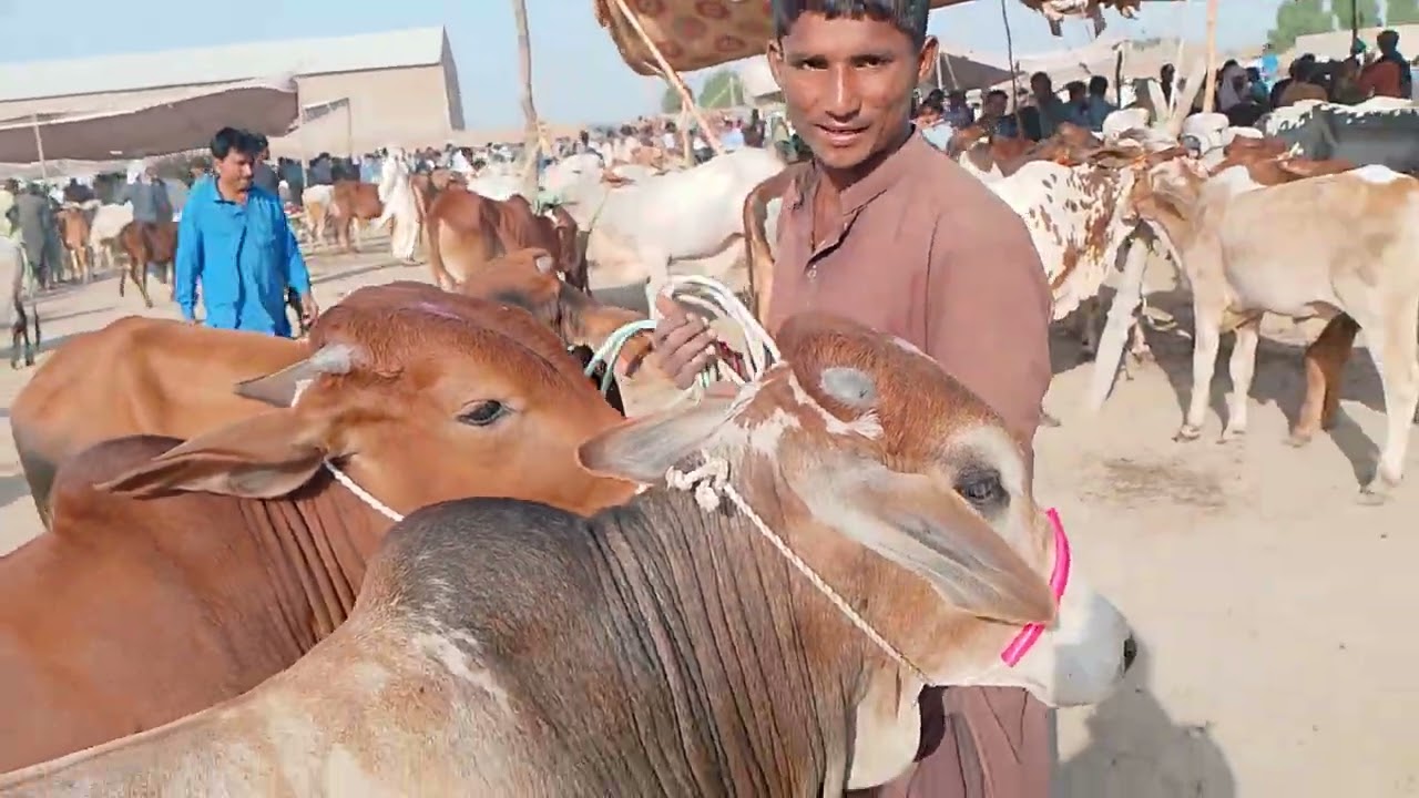 14.10.2025 new updates dour ki maveshi mundi buht sasti ho gai