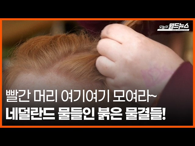 [오늘의 세계] 빨간 머리 여기여기 모여라~... 네덜란드 물들인 붉은 물결들!  / OBS 오늘의 월드뉴스