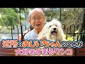 ワンコのおかげでご近所さんと仲良しに