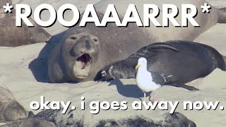 Grumpy Seal Screams at Seagull Who Just Wants to Be Friends