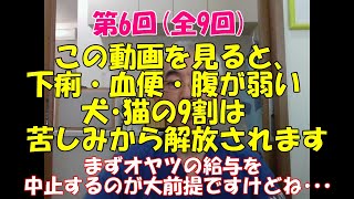 犬の下痢　猫の下痢⑥　コロンボ獣医が解説します