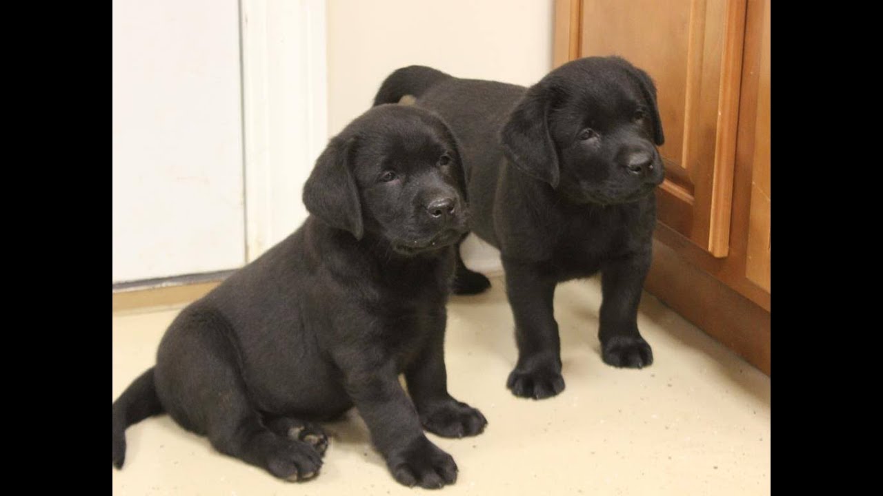 tiger mountain labradors