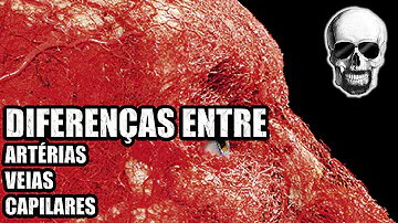 Quais são os vasos sanguíneos presentes no corpo humano?