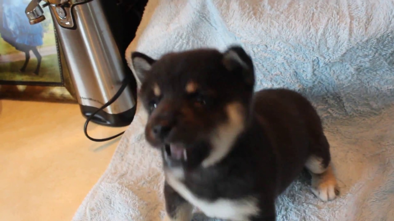 Shiba Inu 5 Week Old Puppy Sheer Heavens Screamin Demon