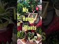 My Beautiful Home Plants Collection 🌸 | Indoor + Outdoor Greenery 🪴🌿 #shorts #gardening #plantlover