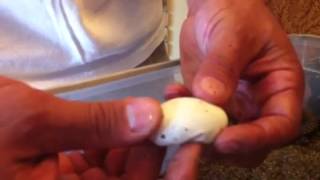 Hatching Giant Chacoan White Head Tegus