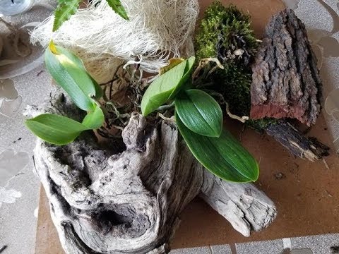 ორქიდეომანია # ნაწილი #2, როგორ გავაკეთოთ მცენარეების (ორქიდეებისა და გვიმრების) კოლაჟი,