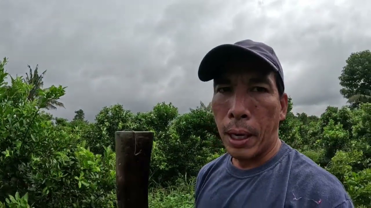 Paano pigilan ang fungus sa calamansi