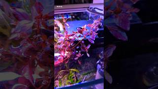 So habt ihr Ludwigia noch nicht gesehen 😱🥵 #aquaristik #aquarium #ludwigia #aquascape