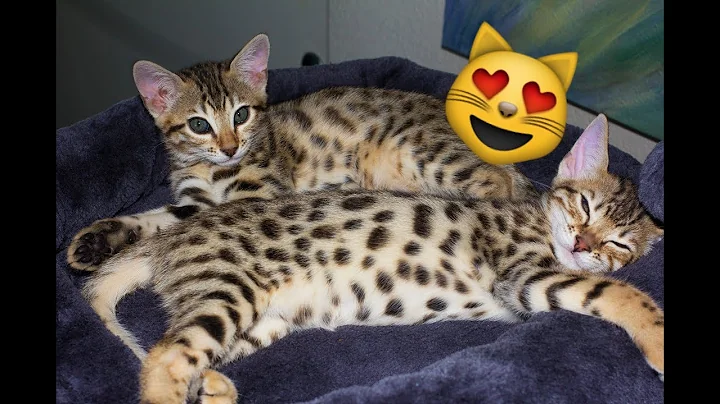 Watch the video about NEW Baby Kittens! Cutest and Coolest Cats to Own!