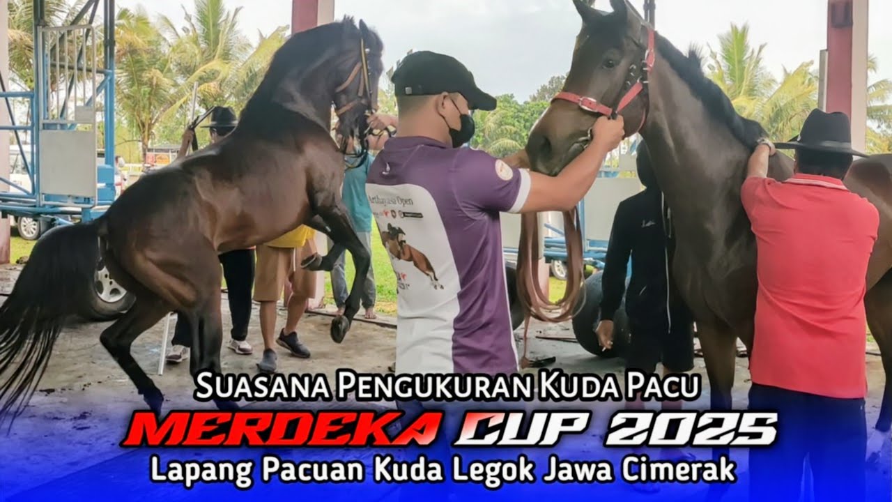 Pengukuran Kuda Pacu Menjelang Merdeka Cup 2025 Pangandaran
