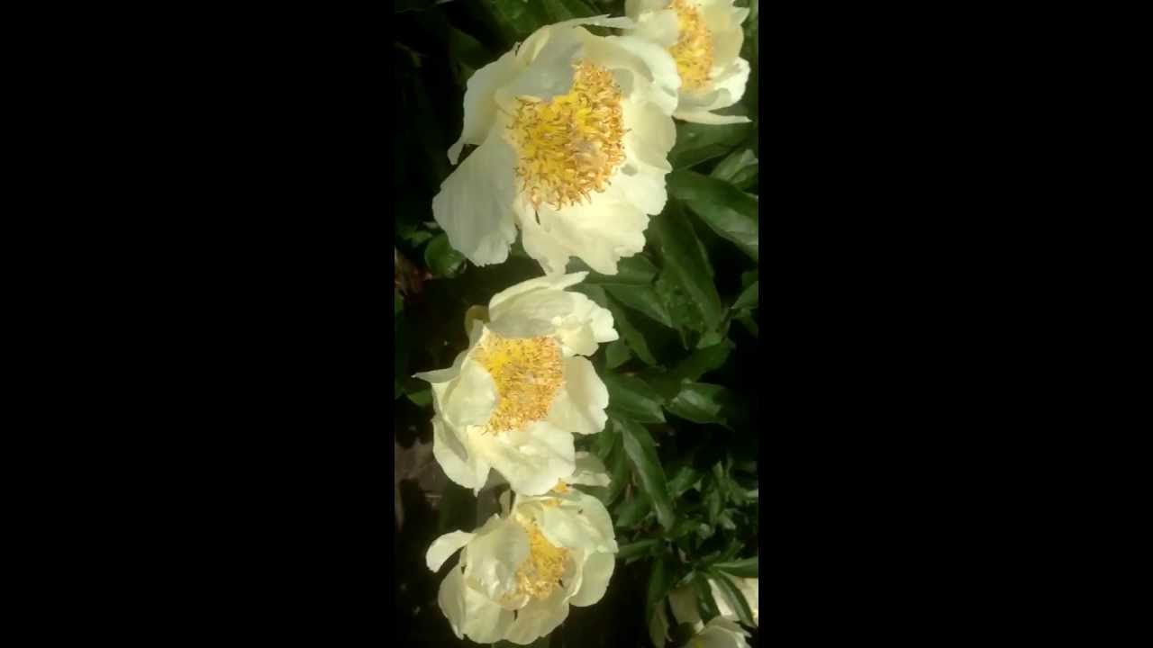 Peony Claire De Lune At Peony Nursery Peonyshop Com