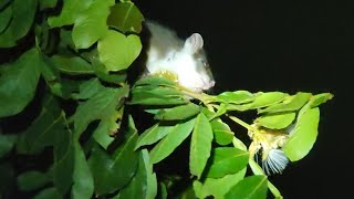 Guess Who s Eating my Ice Cream Bean Flowers