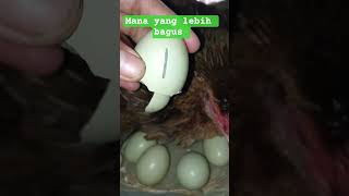 Jangan Asal pilh pacek harus tau ini #ayam