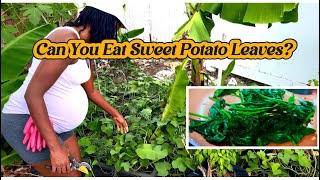 Can You Eat Sweet Potato Leaves ?🍠