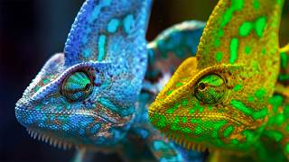 Nature’s Most Intelligent Masters of Camouflage