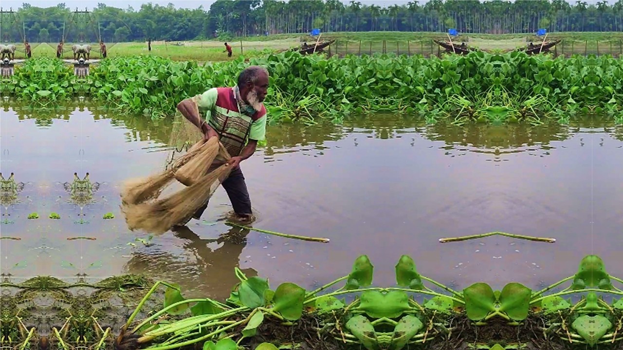 Amazing Fish Hunting by Poor Fisherman - Best Cast Net Fishing - Traditional Village Fishing