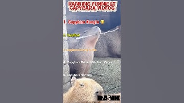 Ranking Funniest Capybara Videos #capybara #funnyvideo