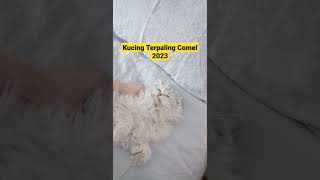Kucing Terpaling Comel 2023