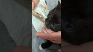 Feeding a 4 to 5 week old kitten  Short Version