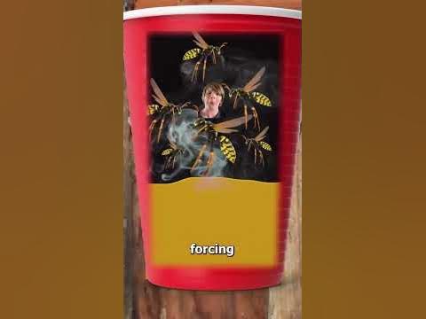 The truth about the wasp/gas trick - YouTube