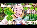 SHOPPING FOR HOUSEPLANTS AT A WHOLESALE NURSERY | OC Succulents California Greenhouses