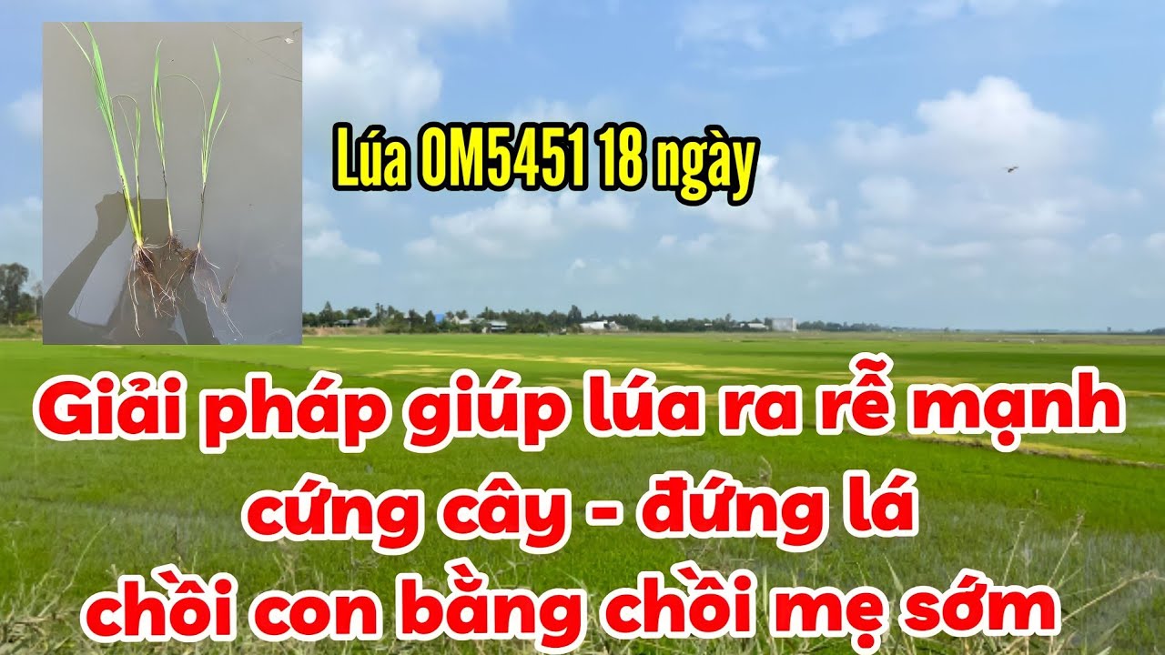 GIẢI PHÁP GIÚP LÚA RA RỄ MẠNH - CỨNG CÂY - ĐỨNG LÁ - CHỒI CON BẰNG CHỒI ...