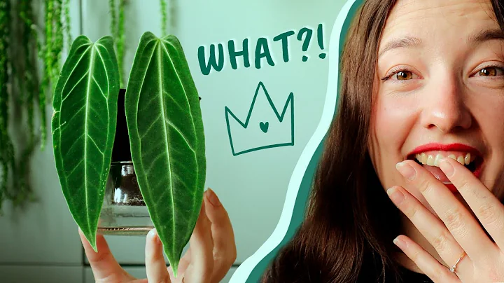 Queen Anthurium Propagation | 100% Best Results for Stem Cuttings