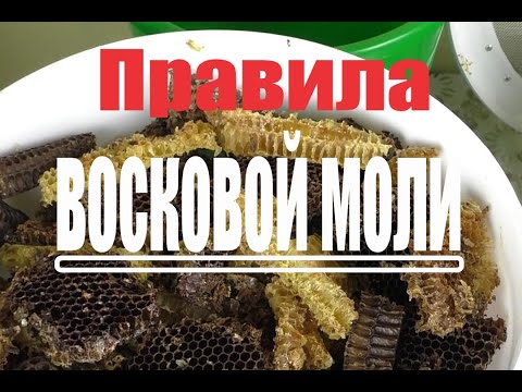 Разведение восковой моли в домашних условиях