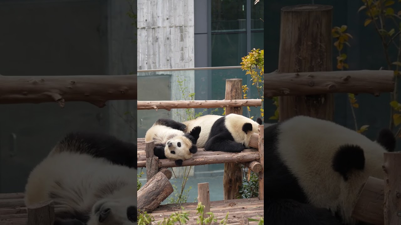 Мечтая о бамбуке: мирный сон Сюцю и Сюхэ 