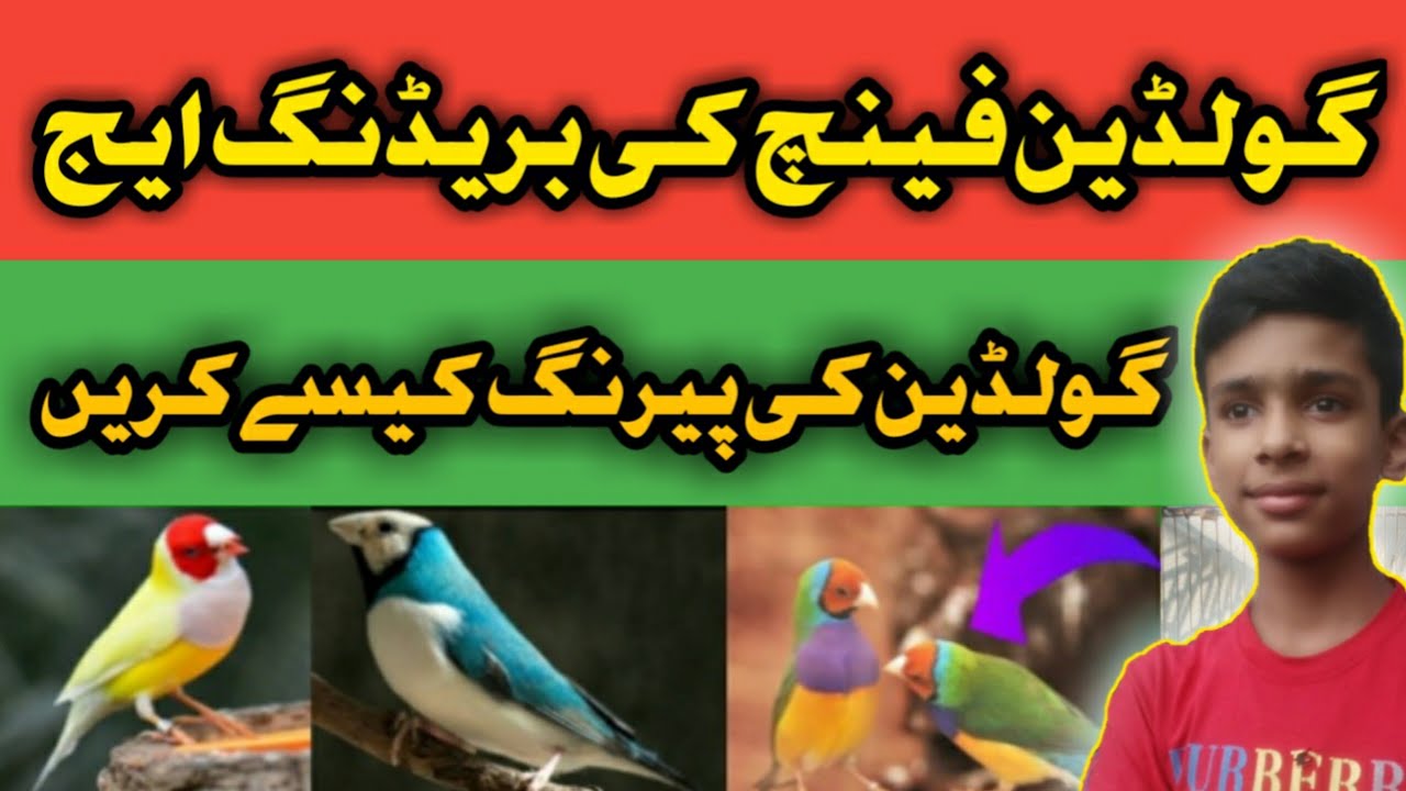 Goldien Finch Breeding Age🤔 | gouldian finch breeding age👌 | gouldian ...